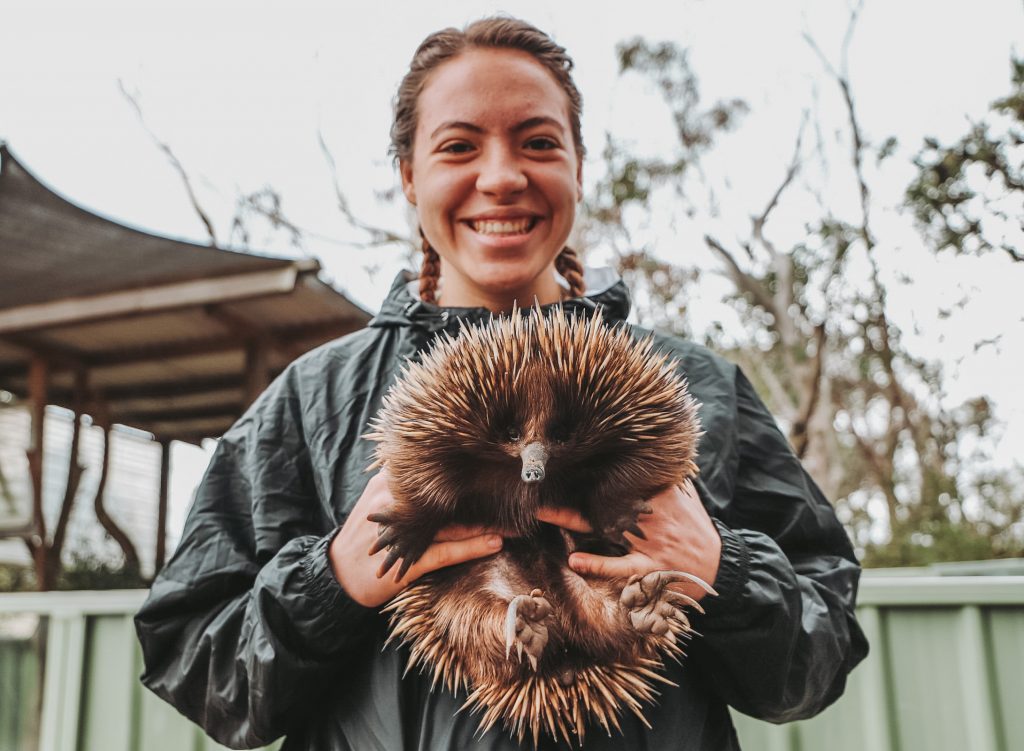 The incredible echidna