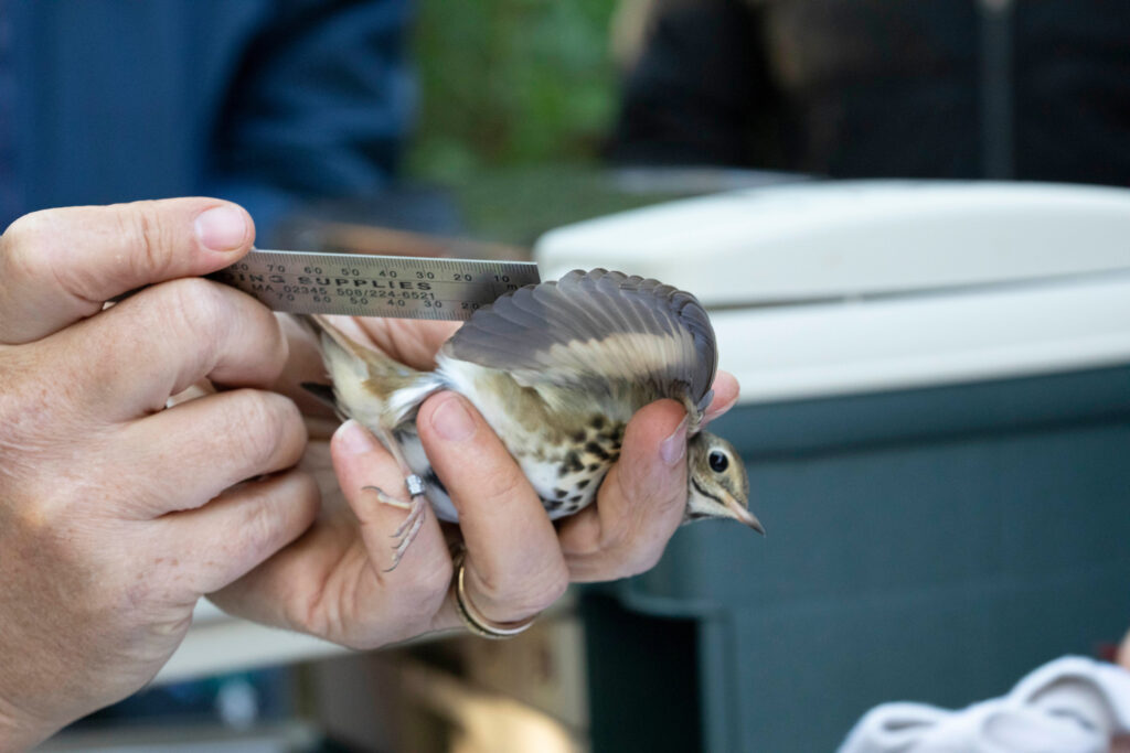 Biology professor measuring bird wingspan and number of feathers