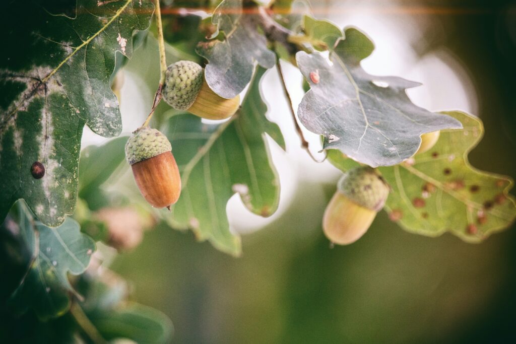 A close-up, soft-focus photo of three brown acorns hanging from the branch of an oak tree, surrounded by green, lobed oak leaves with a natural, blurred forest background.