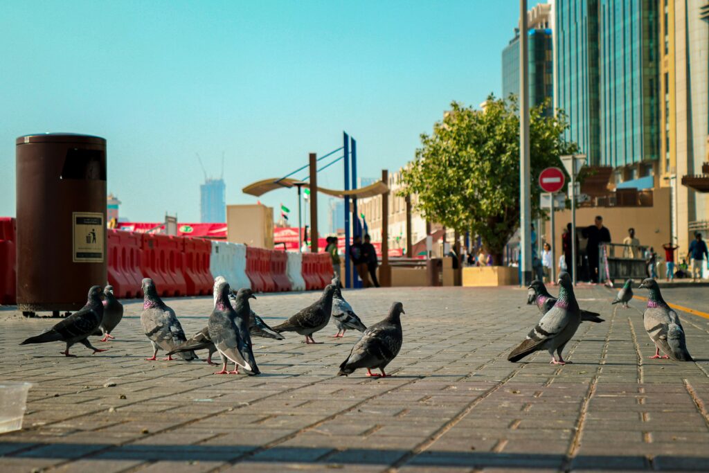 A flock of grey pigeons walks across a sunlit, paved city sidewalk in a bustling urban area. In the background, tall modern buildings, a green tree, and pedestrian barriers are visible under a clear blue sky.
