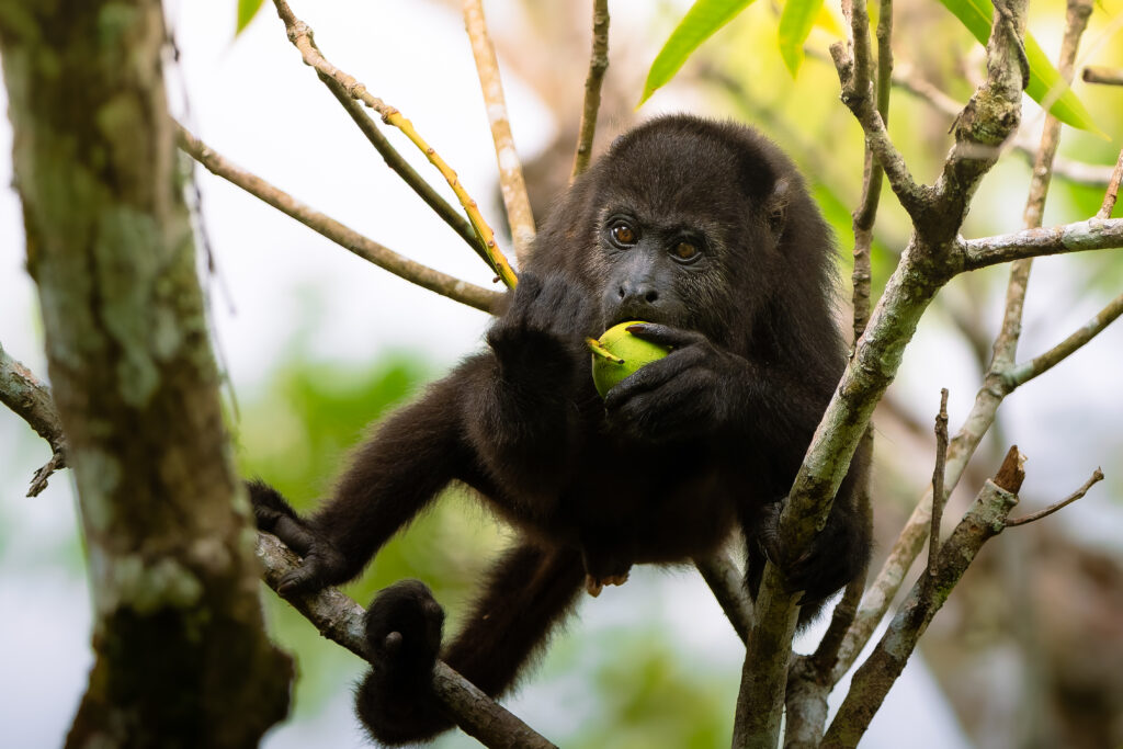 A monkey in a tree eating a fruit