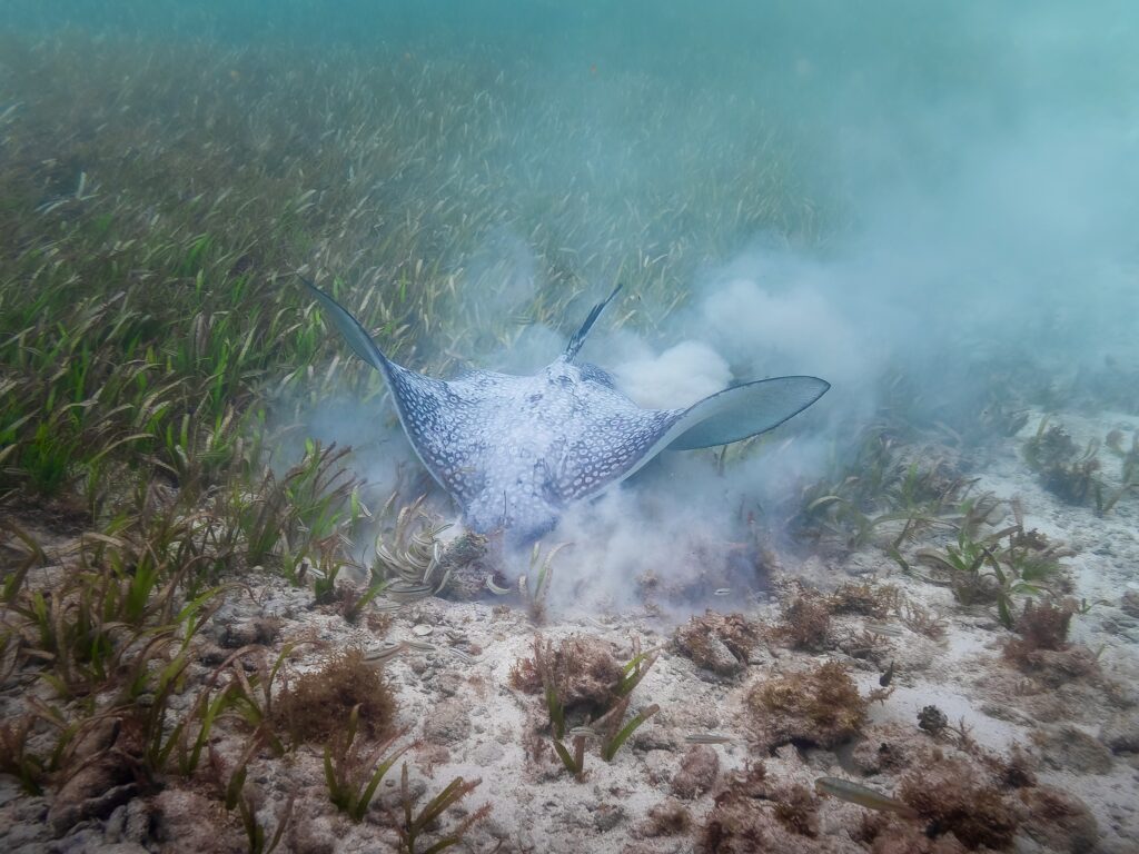 A stingray in water shaking dust of itself.