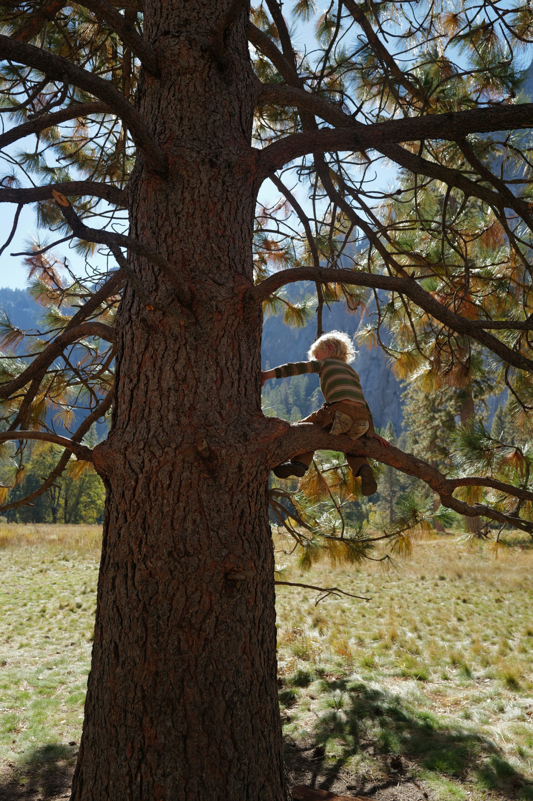 Barking Up Our Trees: How 3rd Graders Debunk Common Tree Myths