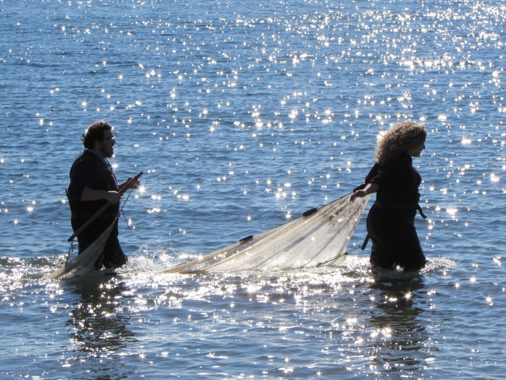 Two students wearing waders standing thigh-deep in water, working together to drag a large seine net through the water for marine sampling.