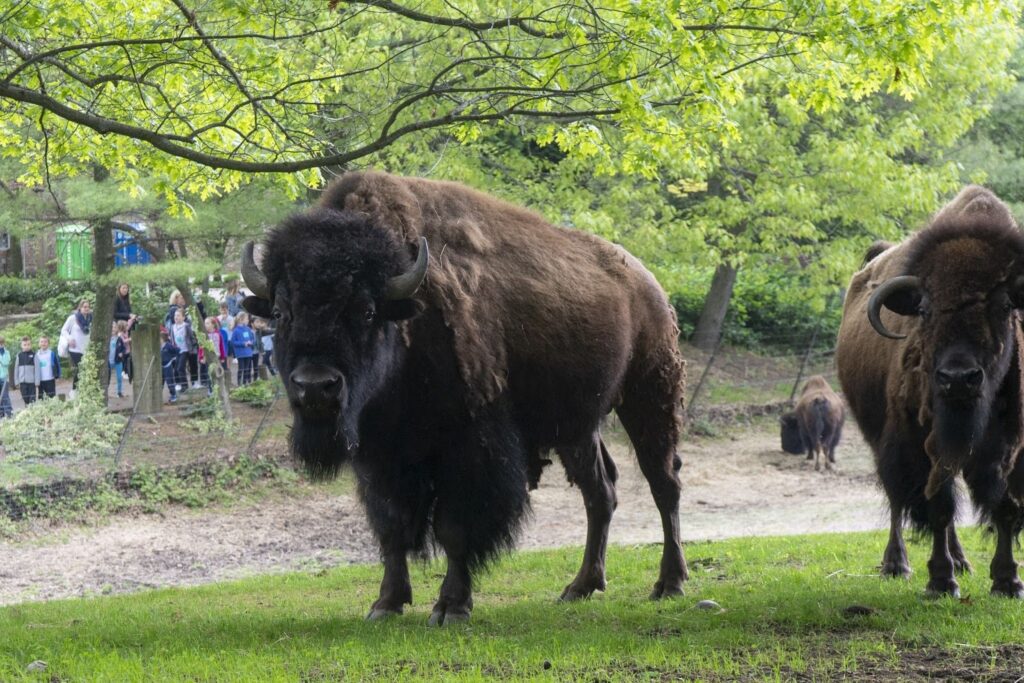 Two American Bison standing in a grassy exhibit at the Queens Zoo, with a group of young children visible in the background observing them from behind a fence.