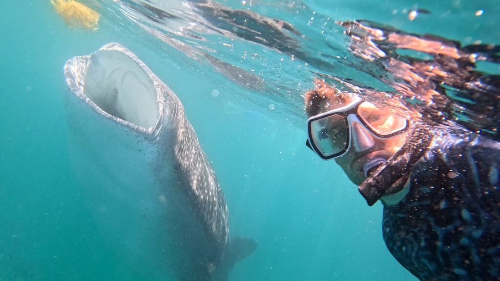 Mike Haughwout snorkeling with a whale shark in Baja, Mexico. 
