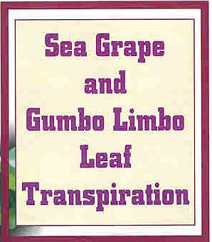A square graphic with a cream-colored background framed by a thin white border and a thicker dark pink outer border. Centered in a dark purple, blocky font is the title "Sea Grape and Gumbo Limbo Leaf Transpiration".