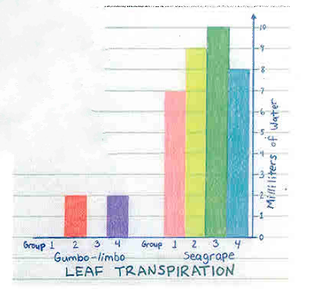 A hand-drawn bar chart titled "LEAF TRANSPIRATION" compares the water loss of "Gumbo-limbo" and "Seagrape" leaves across four groups each. The y-axis measures "Milliliters of Water" from 0 to 10. For Gumbo-limbo, Groups 1 and 3 have 0 mL, while Groups 2 (red) and 4 (purple) both show 2 mL. For Seagrape, all groups show significantly higher transpiration: Group 1 (pink) is 7 mL, Group 2 (yellow) is 9 mL, Group 3 (green) is 10 mL, and Group 4 (blue) is 8 mL. The chart clearly indicates that Seagrape leaves transpired much more water than Gumbo-limbo leaves in this experiment.