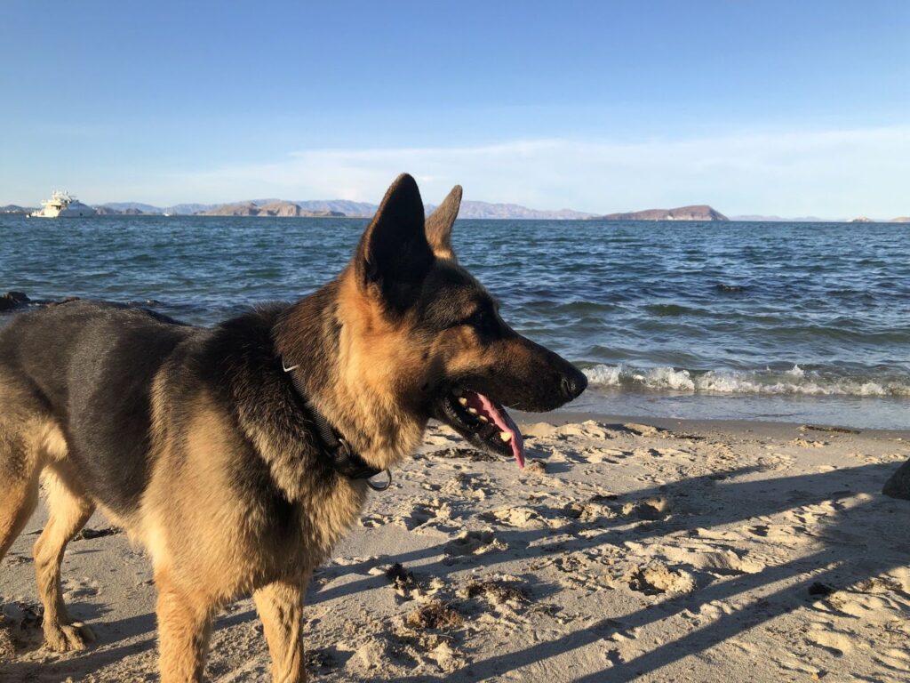A medium-sized, tan dog named Puma standing on the beach, contentedly looking towards the sea.