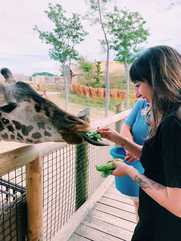 Dr. Kathayoon Khalil smiling while hand-feeding a giraffe at the Columbus Zoo and Aquarium.