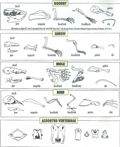 Images of bones from a rodent, shrew, mole, bird, and assorted vertebrae that were found in dissected owl pellets.