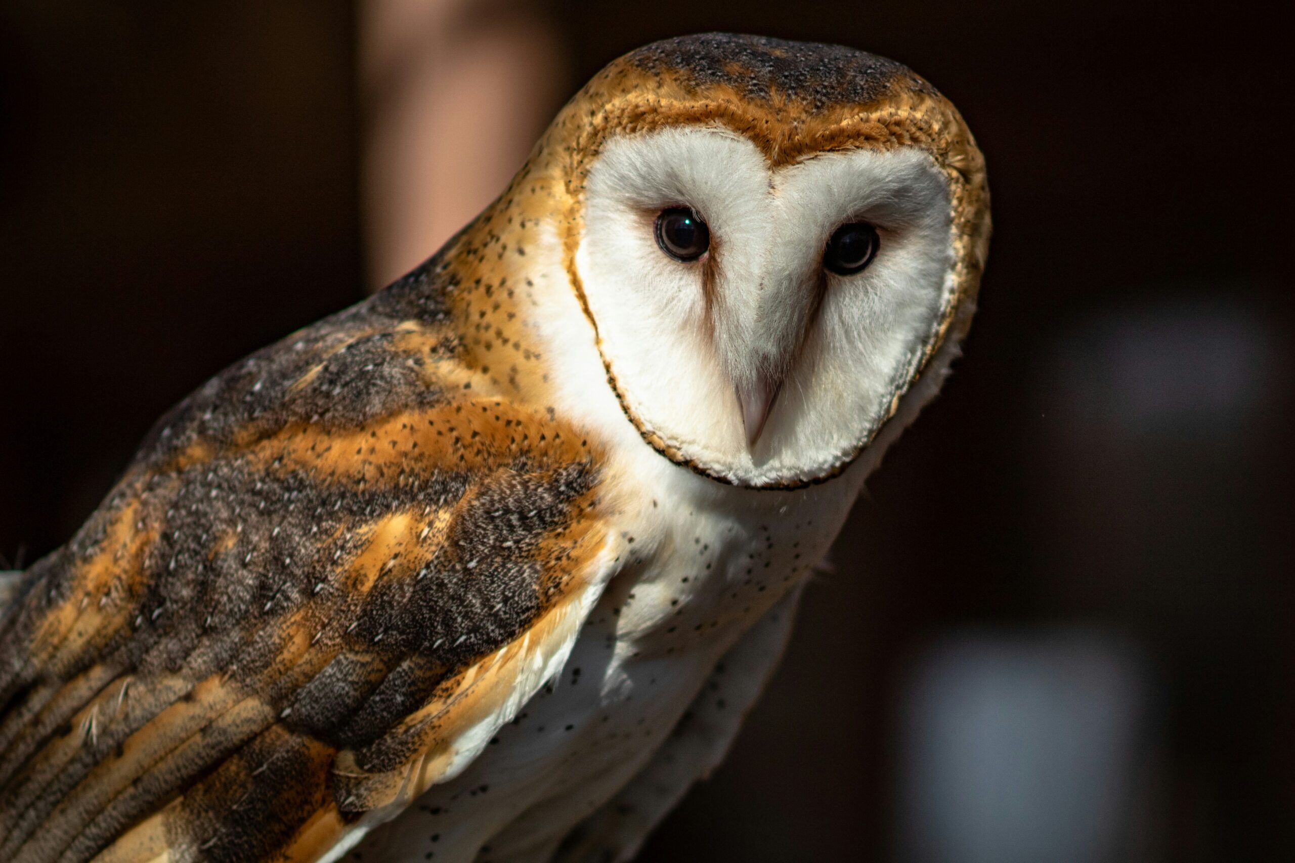 Bones, Beaks, Fur, and Feathers: A Barn Owl’s Buffet