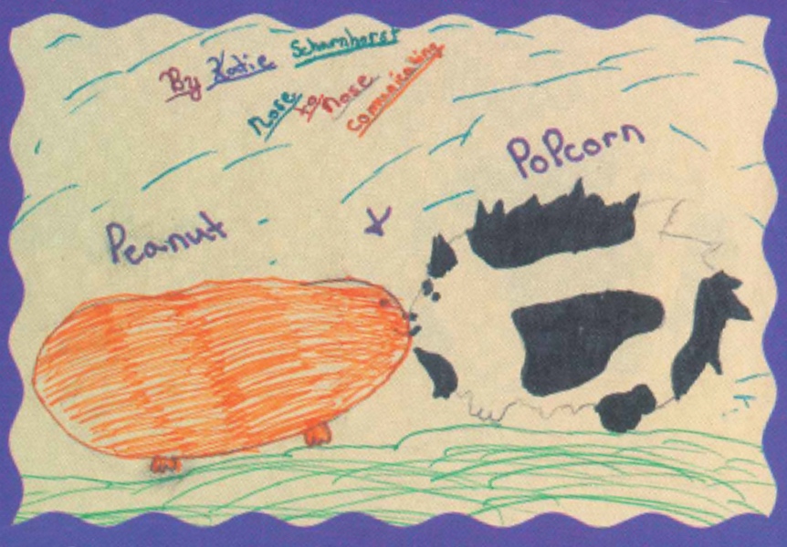 A child's drawing of their two classroom guinea pigs.