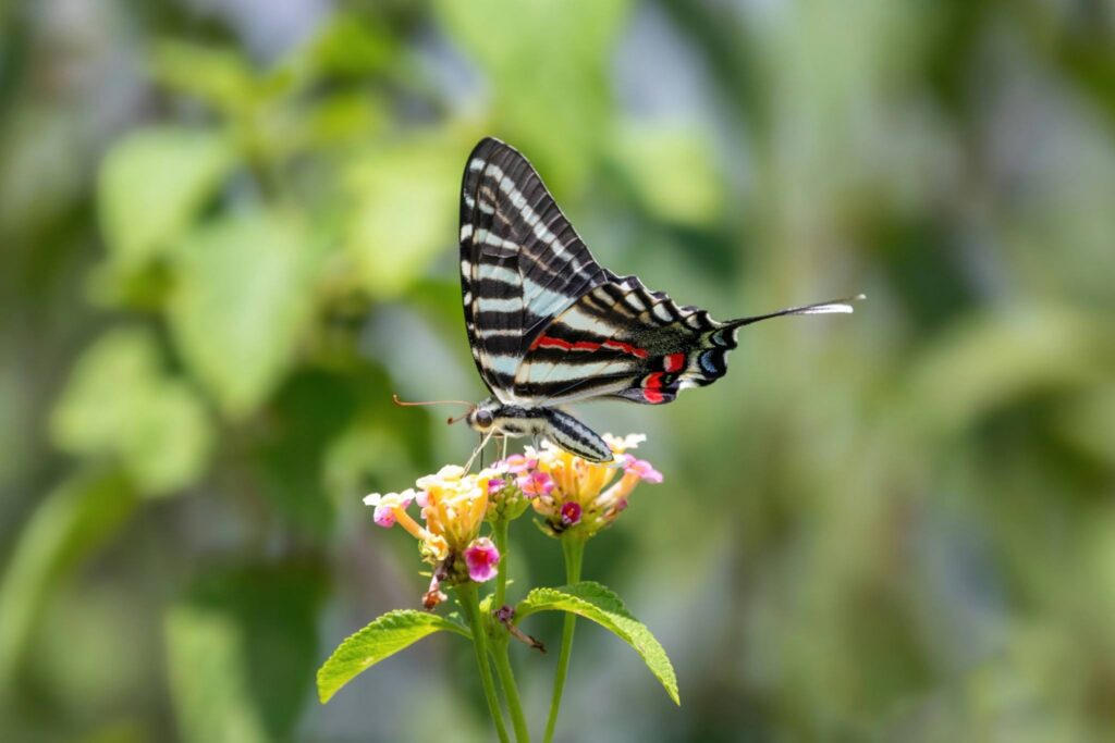 A profile view of a Zebra Swallowtail butterfly with black and white striped wings and red accents, perched on a small cluster of pink and yellow flowers against a blurred green background.