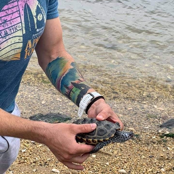 A person's hands holding a diamondback terrapin over a pebbly beach near the water's edge. The person has a vibrant nature landscape tattoo on their forearm.