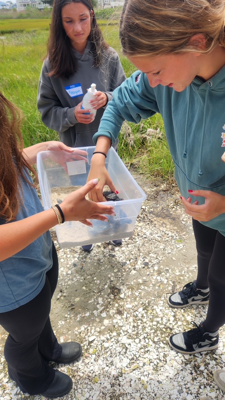 Three teenage girls standing outdoors near a grassy marsh. One girl is reaching into a clear plastic bin containing sand and a small diamondback terrapin.
