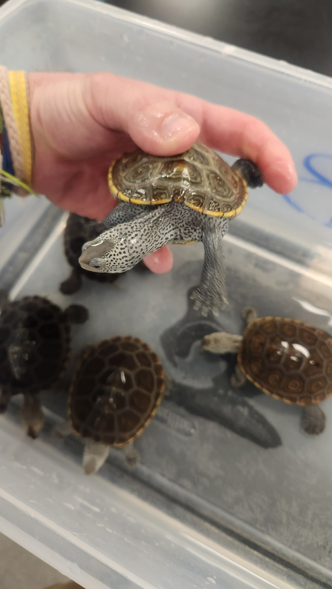 A close-up of a person's hand gently holding a small diamondback terrapin with intricate shell patterns above a plastic tub containing three other terrapins.