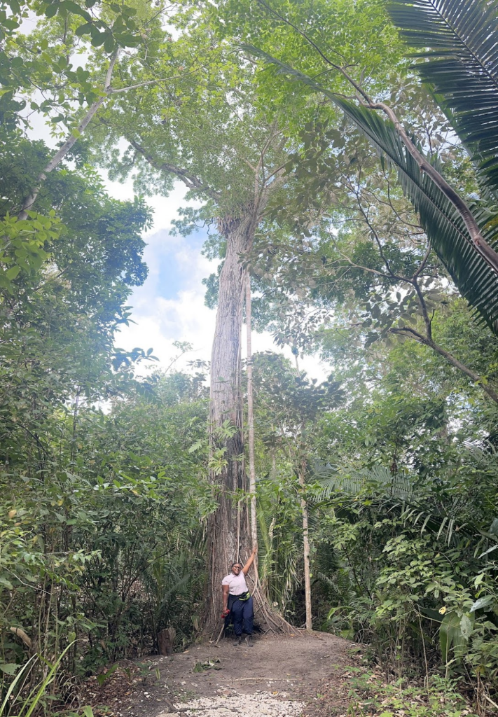 Pachancia Knowles standing in front of a Mahogany Tree. This tree is the national tree of Belize.