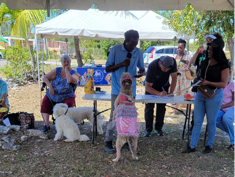 An outdoor community event under a large white tent featuring families, judges, and a variety of dogs, including Bahamian potcakes, participating in a show.