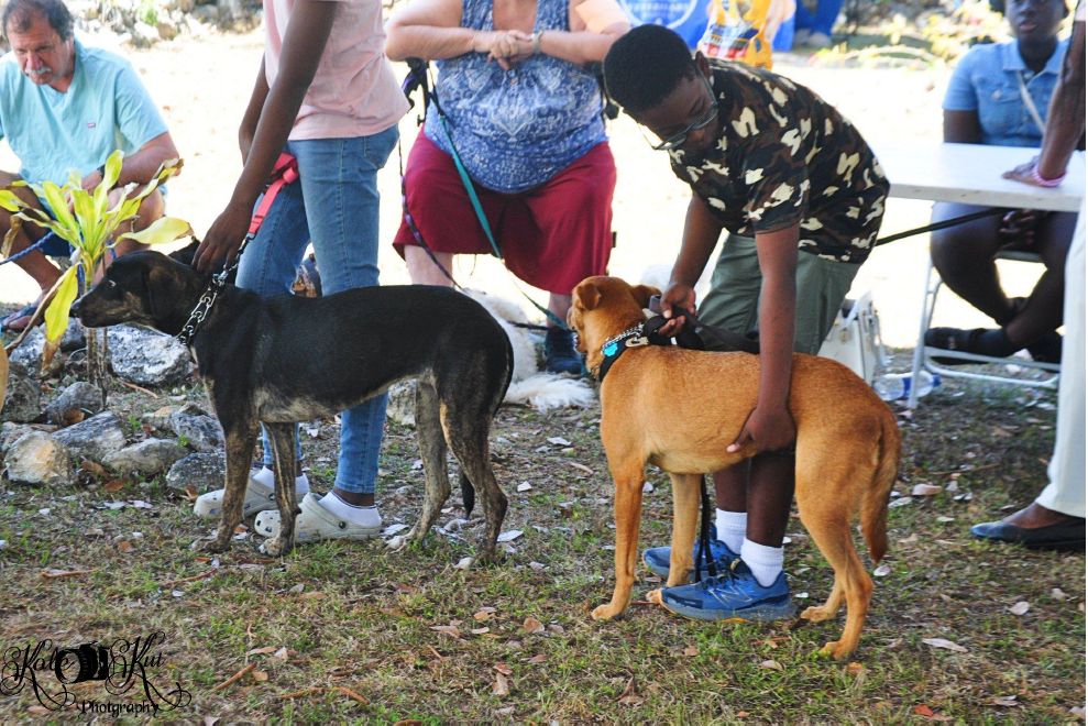 A young boy wearing a camouflage shirt and glasses gently holds a medium-sized tan dog on a leash in a grassy outdoor area. To his left, another person holds a black dog wearing a chain collar on a leash. In the background, several adults are seated in folding chairs, observing the gathering.