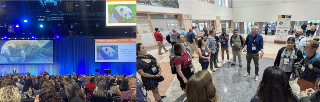 A side-by-side composite image. The left panel shows a massive audience seated at the AZA (Association of Zoos and Aquariums) annual conference, looking toward a stage with giant presentation screens displaying a manatee and a giant panda. The right panel shows a diverse group of Project Dragonfly staff, students, and alumni wearing conference lanyards, standing in a circle and actively networking in a brightly lit convention center lobby.