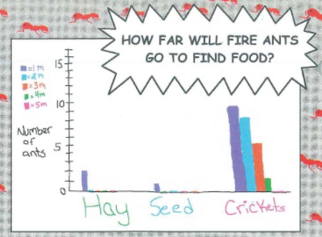 A hand-drawn bar graph titled 'HOW FAR WILL FIRE ANTS GO TO FIND FOOD?' showing the number of ants on the y-axis and categories for Hay, Seed, and Crickets on the x-axis. Crickets show high bars for 1m, 2m, 3m, and 4m.