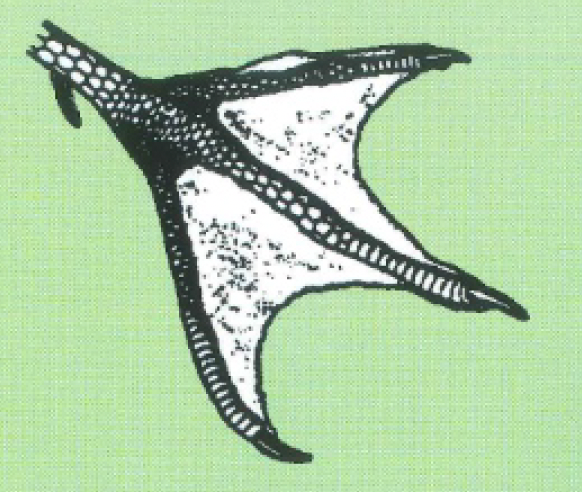 A detailed black and white drawing of a nene goose foot, showing three forward-facing toes with long claws and partial webbing between them, and one small back toe.