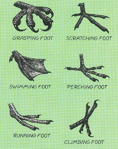 A chart featuring black-and-white illustrated examples of six different bird foot adaptations, arranged in a two-column grid on a light green background. The left column shows a thick, clawed "Grasping Foot" ; a heavily webbed "Swimming Foot" ; and a long-toed, slender "Running Foot". The right column features a splayed "Scratching Foot" ; a standard four-toed "Perching Foot" ; and an X-shaped "Climbing Foot" with toes pointing both forward and backward. Each illustration is clearly labeled underneath in all-caps text.