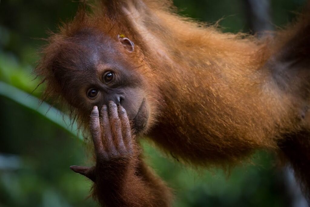 A young orangutan hangs from a tropical vine in a dense jungle canopy, looking directly at the camera with a curious expression.