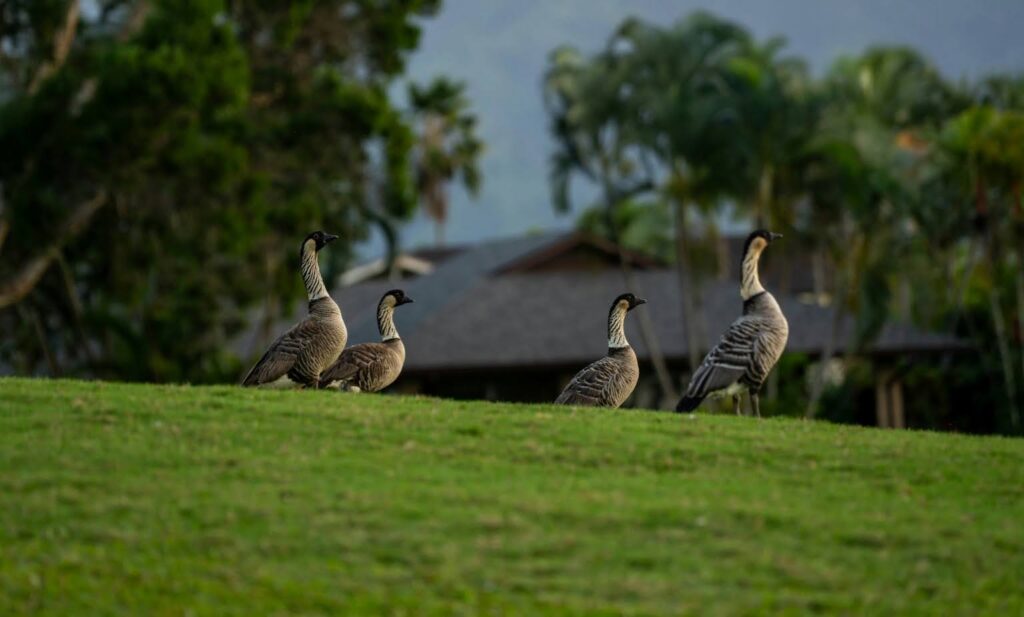  A side-view photograph of four nene geese standing in a line along the crest of a lush green grass hill. The geese have black heads, distinctive cream-colored necks with dark furrowed stripes, and grey-brown patterned bodies. Their feet are obscured by the grass. In the soft-focus background, tropical palm trees, dense green foliage, and the roofline of a house are visible under a hazy sky.