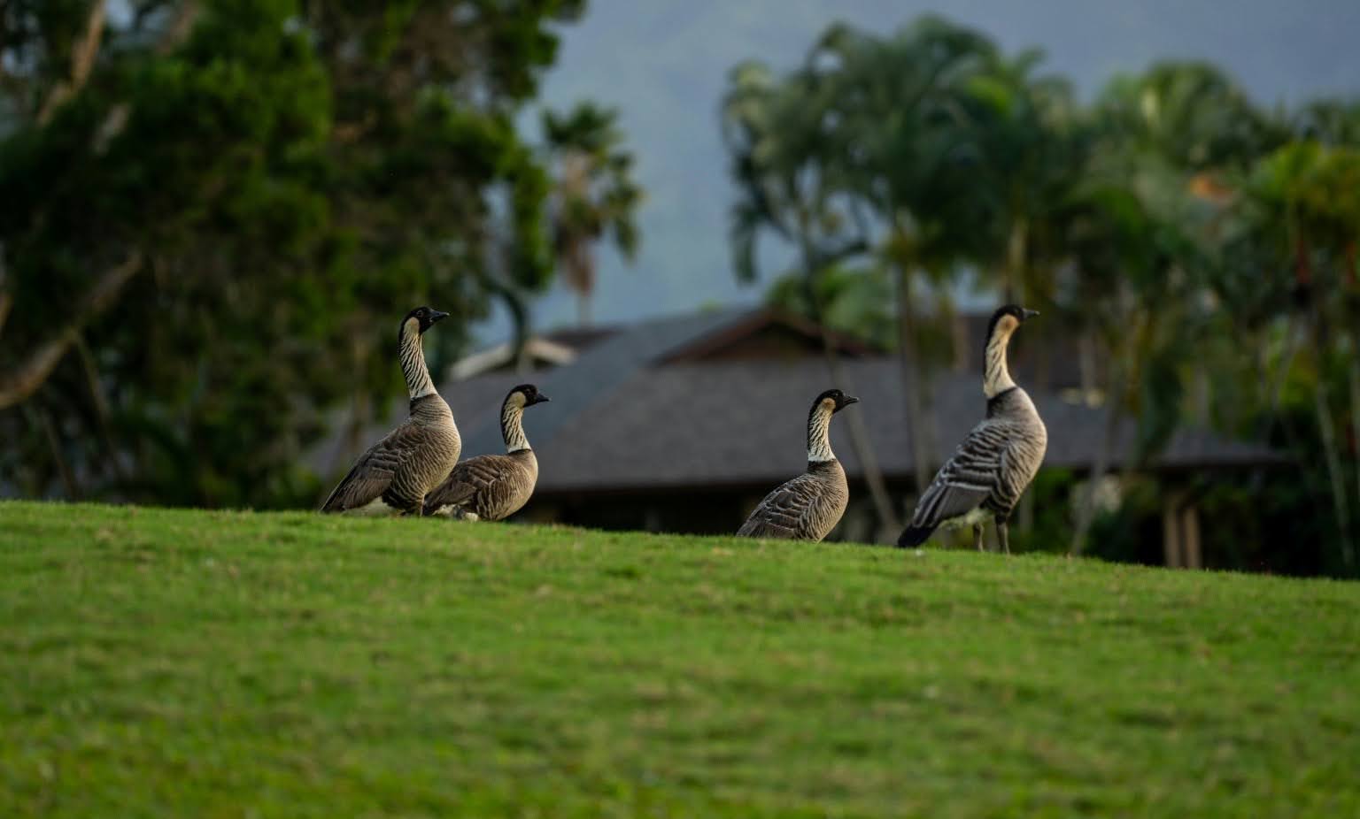 On a Wild Goose Chase: Investigating the Feet of the Hawaiian Nene