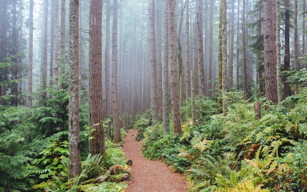 A dirt hiking path winds through a dense, foggy Alaskan forest filled with tall, straight tree trunks, vibrant green ferns, and thick undergrowth.