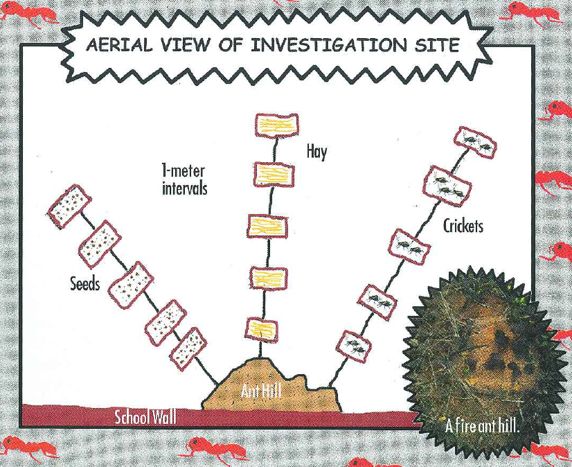 A hand-drawn aerial diagram showing an ant hill near a school wall with three lines labeled 'Seeds', 'Hay', and 'Crickets' extending outward with 1-meter intervals.