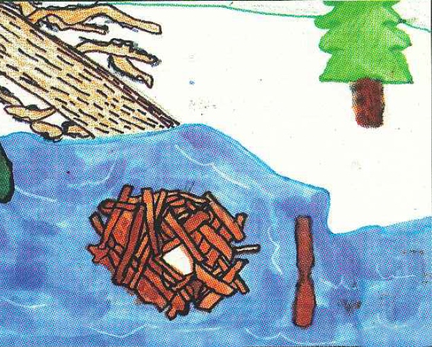A colorful child's drawing showing a brown, circular stick-built beaver lodge surrounded by blue water, with green spruce trees in the background.