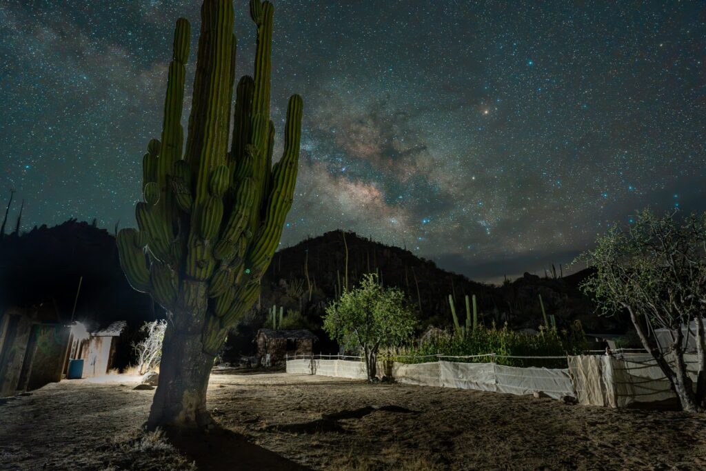 A giant cactus stands under a starry night sky with the Milky Way glowing over a desert landscape.