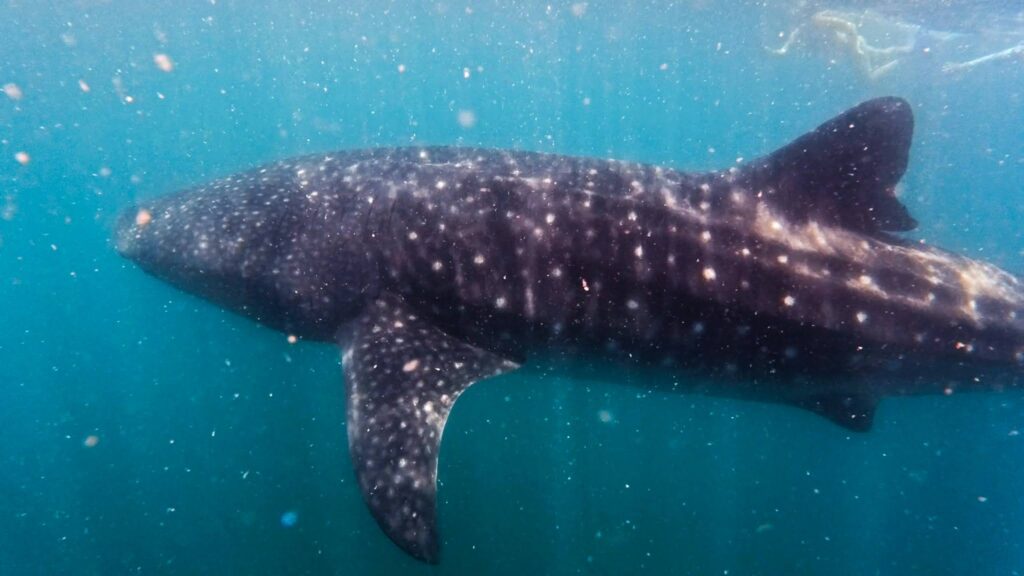A large whale shark covered in white spots swims through clear blue ocean water.