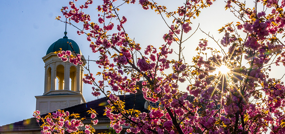 a flowering tree on campus with a cupola behind it