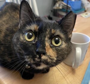 A beautiful tortoiseshell calico cat sits next to an empty cup of coffee, entreating the photographer with big yellow eyes, almost as if to say "refill my coffee cup now!!"