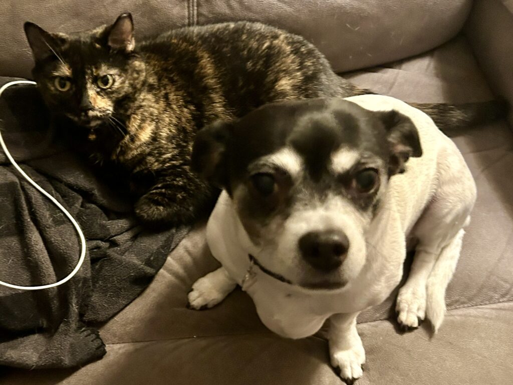 A tortoiseshell calico cat is sitting on a laptop charger so that it looks like she is being charged. Next to her, an attentive black and white dog stares up at the person taking the picture.