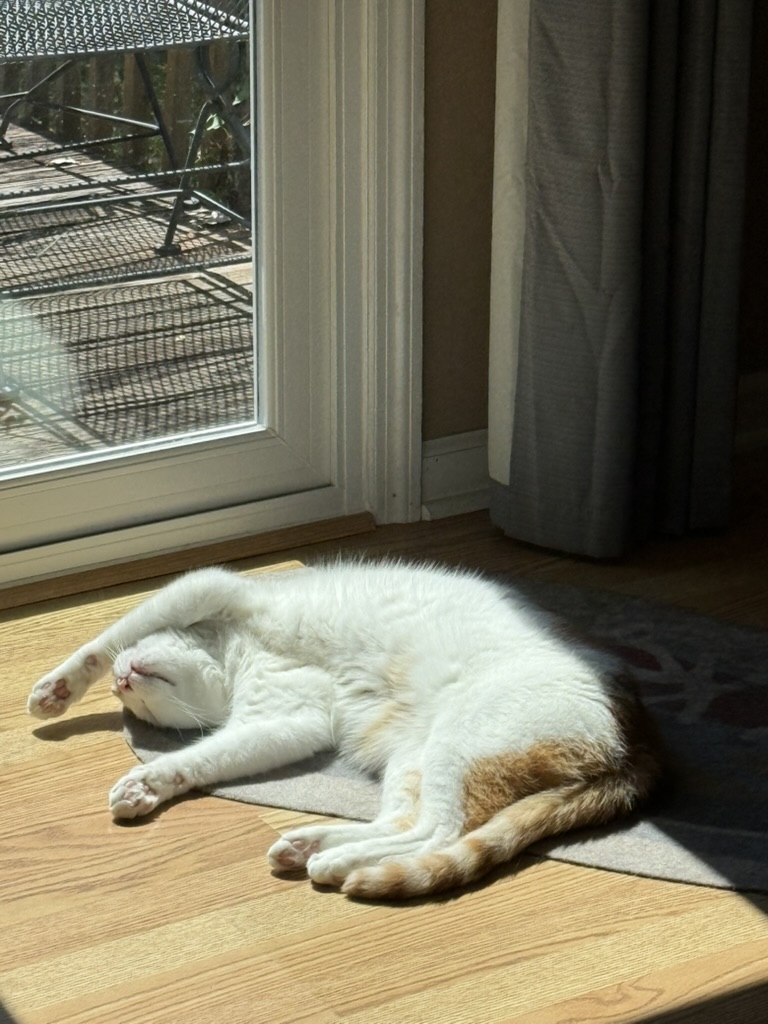 Hero, an orange and white tabby, stretches on his back in the sunshine, paw over his face