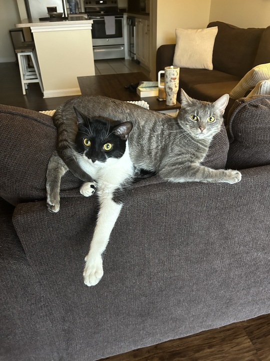 Two cats, Sage and Tucker, sitting on the back of a couch and staring at the person taking the picture. Sage (gray tabby) seems to be trying to smother Tucker (tuxedo) but he's fine with it.