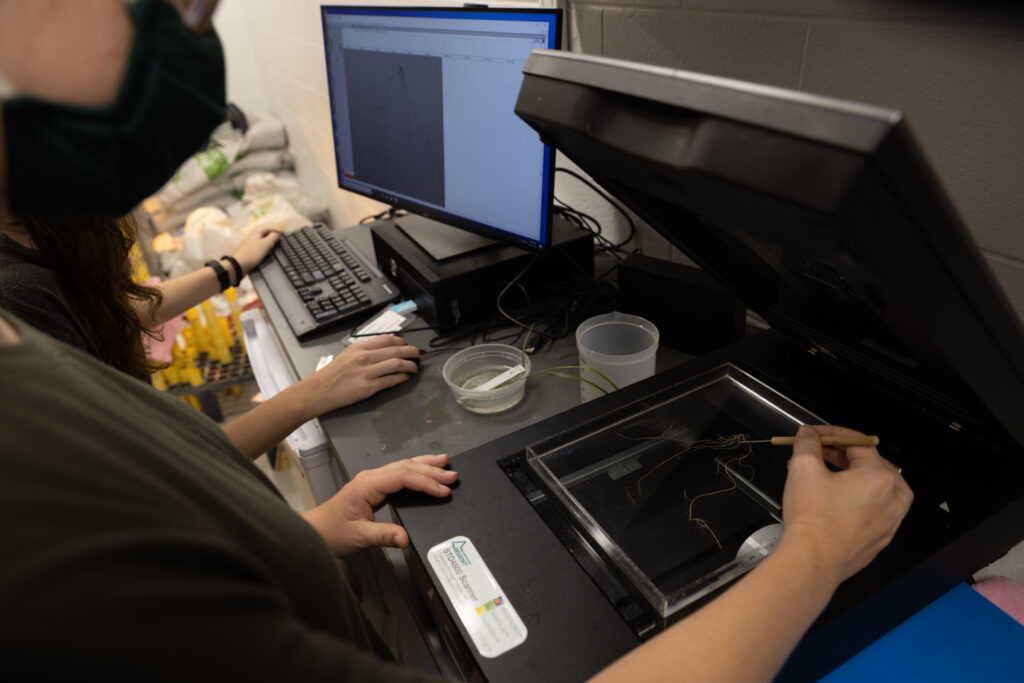 Biologist scanning and measuring plant roots' characteristics