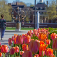 Two students walking on campus together with tulips in the foreground.