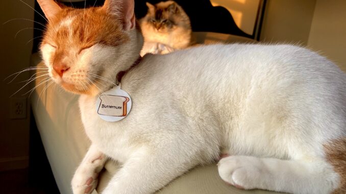 Orange and white cat with pet tag.