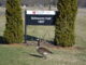 A Canada goose stands in front of the Schwarm Hall sign