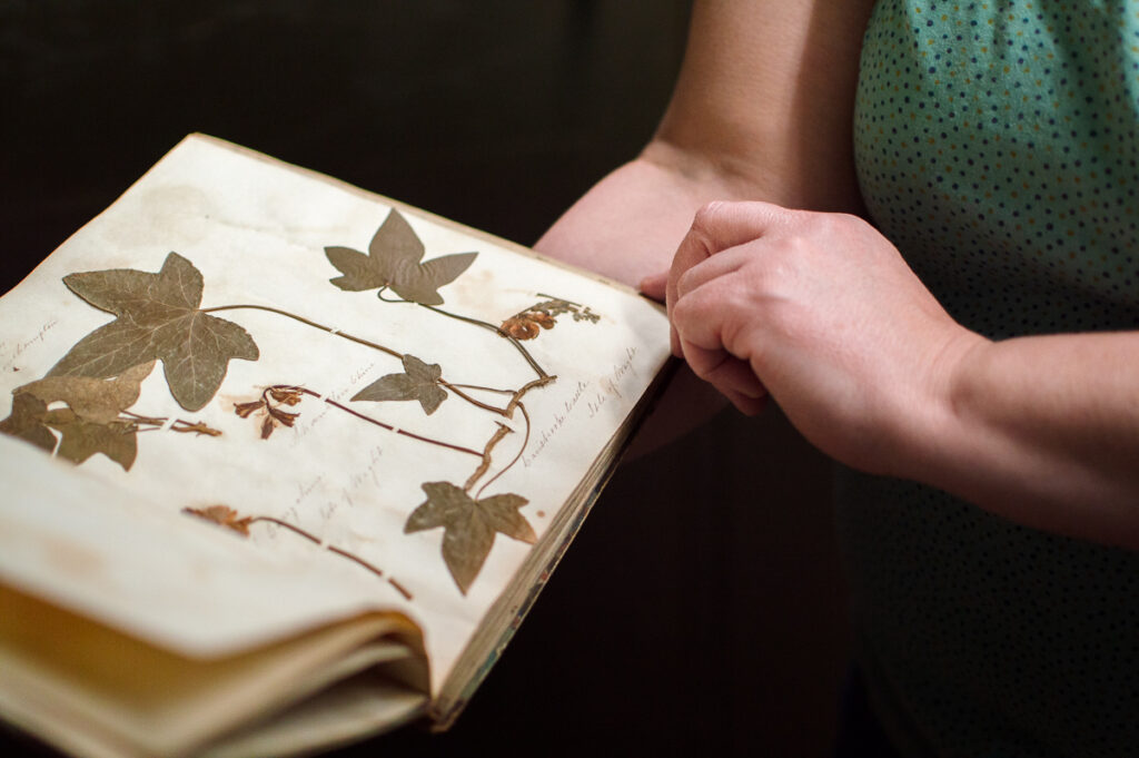Larger than Life: Willard Sherman Turrell Herbarium