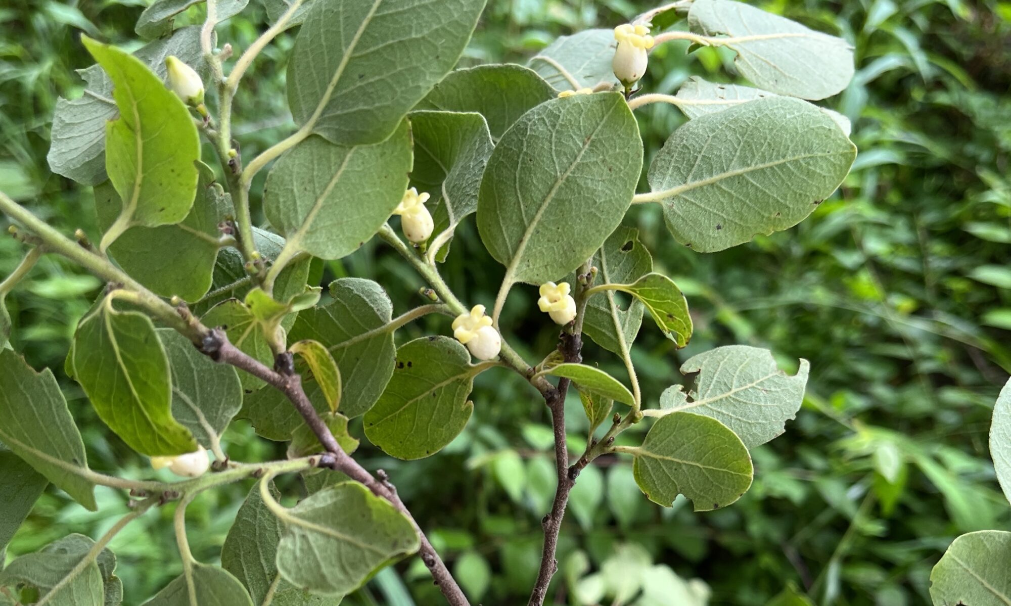 female persimmon flowers