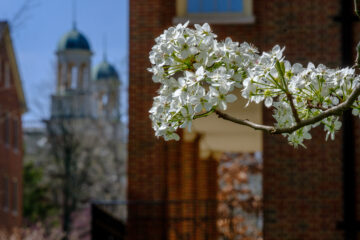 blooming white flowers on campusa