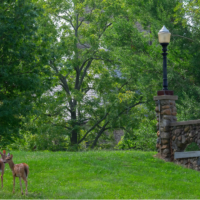 Two deers standing on green grass with bright green trees behind them.