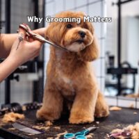 Dog grooming tips